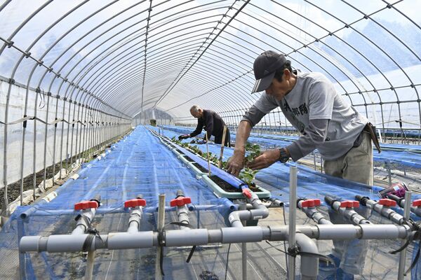 イチゴの親苗の定植作業が進む吉村農園。ハウス内にはプラスチック製の資材があふれる＝６日午前、益子町塙