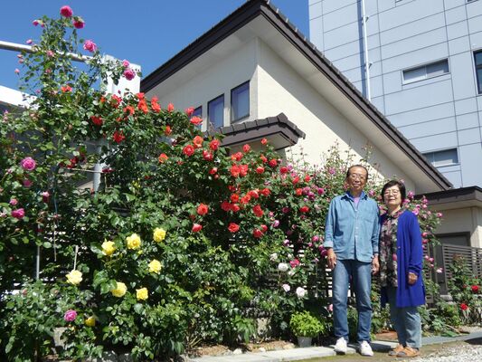 自宅を囲むバラの花を紹介する根本さん夫妻