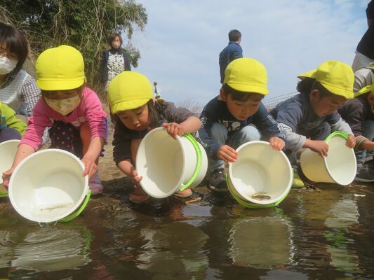 小貝川にキンブナを放流する園児たち