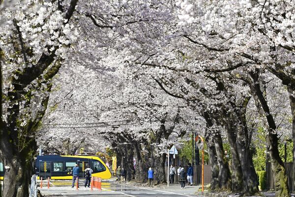 かしの森公園周辺(芳賀)