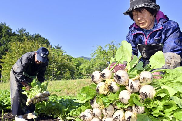 最盛期を迎えた「塩原かぶ」の収穫作業＝15日午前、那須塩原市上塩原、加藤竜矢撮影