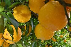 雨上がり輝く果皮　茂木・特産ユズ収穫期到来