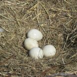 コウノトリの卵４個、擬卵と交換　栃木市　近親交配リスクを回避