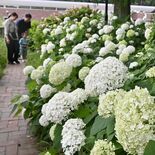 並木道に色とりどりの紫陽花　ひそかなフォトスポットにも　野木町のホフマ…