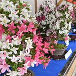 24日から鹿沼さつき祭り　国内外の愛好家所有の逸品、色とりどり
