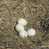 コウノトリの卵４個、擬卵と交換　栃木市　近親交配リスクを回避