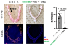 妊娠に必須であるマクロファージを同定