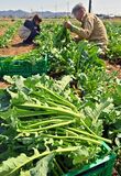カキナの収穫最盛期　佐野