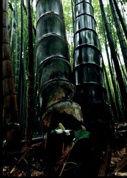 入選「竹林の滴り」君島哲郎（宇都宮）