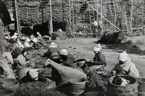 全国一の生産量を誇った昭和３０年代、「トウガラシもぎり」の作業をする主婦たち（吉岡食品工業提供）
