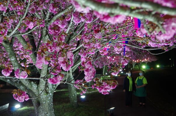 ライトアップされたぼたん桜
