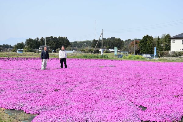 見頃を迎えているシバザクラ