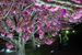 ライトアップされたぼたん桜