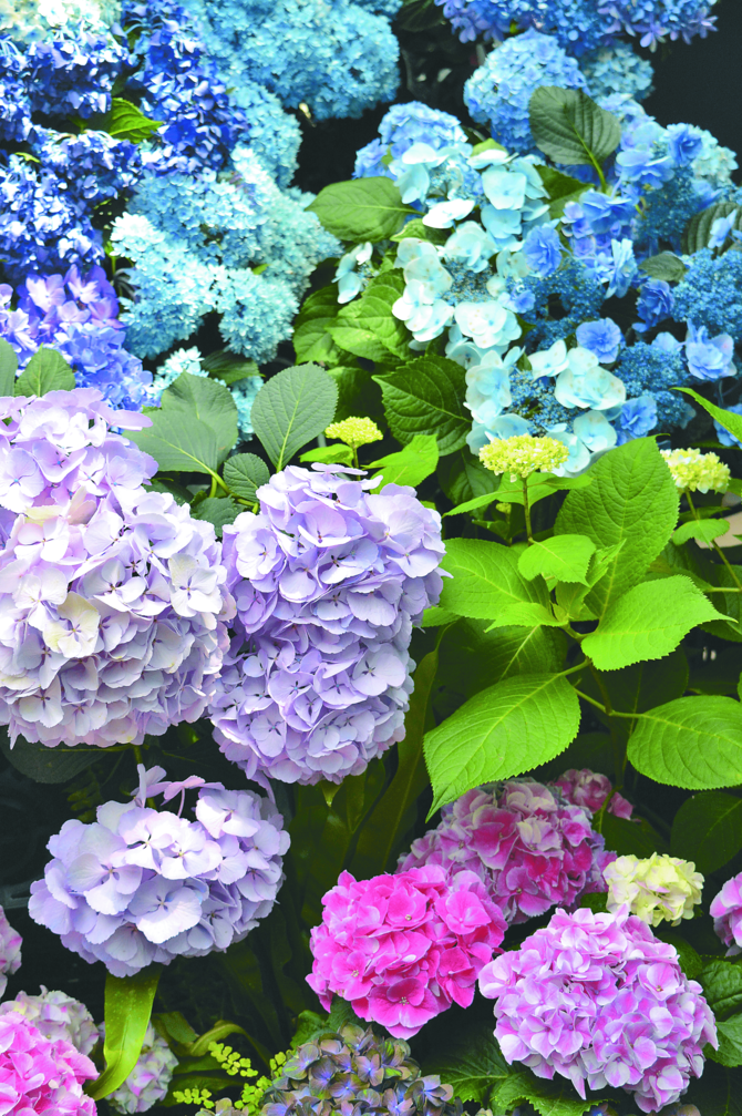 うっとうしい梅雨の時季に、心和むひとときを演出してくれるアジサイの花 =栃木市岩舟町のとちぎ花センター