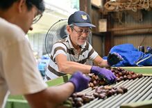 「ここにクリがある限り」　岩手の小西さん、車中泊で「収穫助っ人の旅」　…