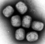 ＡＵ、エムポックス緊急宣言終了