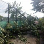 県営９公園で倒木の恐れがある木を伐採　利用者の事故防止へ栃木県　３年半…