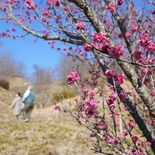 栃木・皆川城址公園で紅梅見頃　ピンク色のかれんな花に春の気配