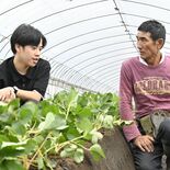 益子の吉村農園と都内のスタートアップ　イチゴ害虫被害予防へ連携　「天敵…
