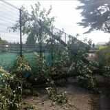 県営９公園で倒木の恐れがある木を伐採　利用者の事故防止へ栃木県　３年半で物損20件