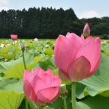 休耕田に鮮やかな赤の彩り　那須の芳賀さん方でハス見頃