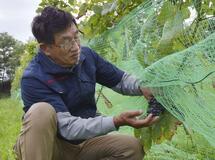 新薬開発からワイン醸造へ