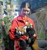 レッサーパンダ、ふわふわ赤ちゃん公開　那須どうぶつ王国