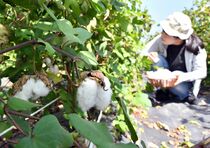 綿花の摘み取り　真岡