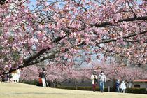 カワヅザクラ見頃　宇都宮城址公園