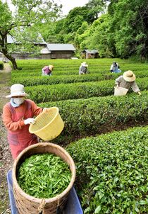 「黒羽茶」茶摘み始まる　大田原