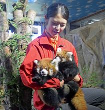 レッサーパンダ、ふわふわ赤ちゃん公開　那須どうぶつ王国