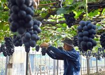 ブドウ収穫期　栃木