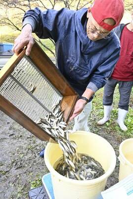 水揚げされるホンモロコ