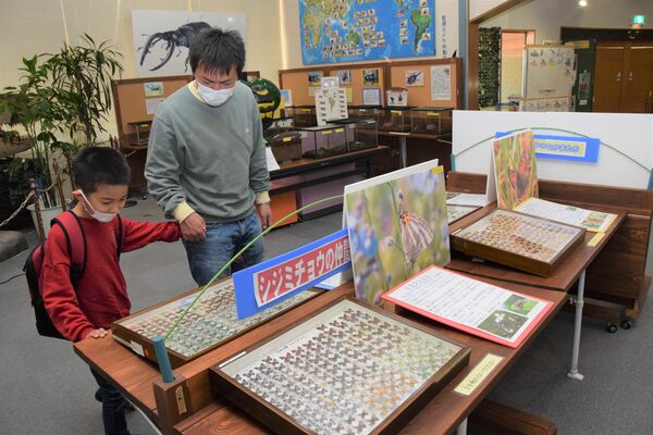 小型のチョウの標本を展示した企画展