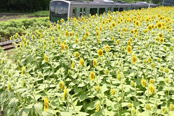 小塙公民館近くで見頃となったヒマワリとアキュム
