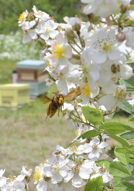 養蜂場に現れたミツバチの天敵キイロスズメバチ