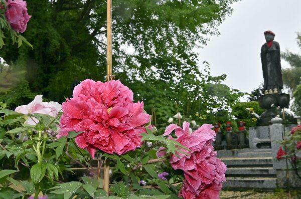 長泉寺の境内を飾るボタン