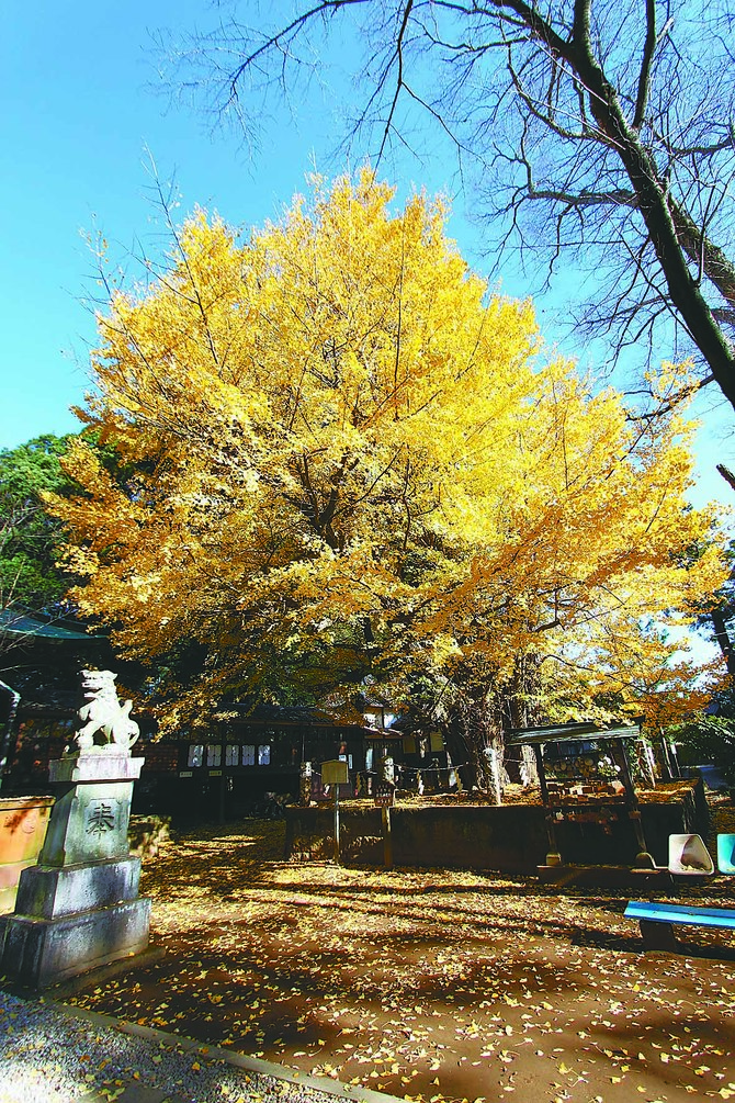 樹齢およそ1200年の大イチョウ（提供写真）