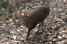 特定外来生物「キョン」栃木県に接近　茨城で目撃　「家庭菜園までやられる…