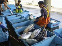 【独自】高知カツオ水揚げ、２５年４割減