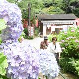 色彩豊かなアジサイ咲き誇る　栃木・太平山の「あじさい坂」で見頃