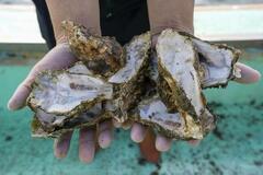 「来年の分も死んでいる」カキの大量死で悲鳴、救うカギは「海底」にあった?