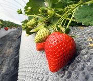 栃木県産イチゴ、販売額が5年連続で過去最高を更新 32年連続で日本一に