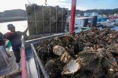 広島産カキが大量死
