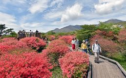 高原染める八幡ツツジ群落　那須　