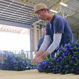 鮮やか青紫、リンドウ出荷シーズン　「日光みやび」１万２千本納品　日光