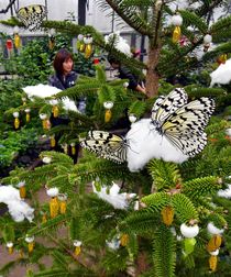 ツリー彩る 黄金のサナギ　真岡