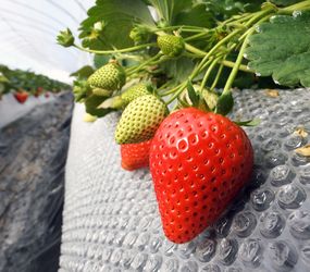 栃木県産イチゴ、販売額が5年連続で過去最高を更新 32年連続で日本一に