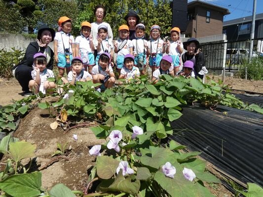 サツマイモの花を観察する園児ら