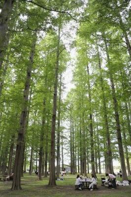 　水元公園の「メタセコイアの森」＝東京都葛飾区